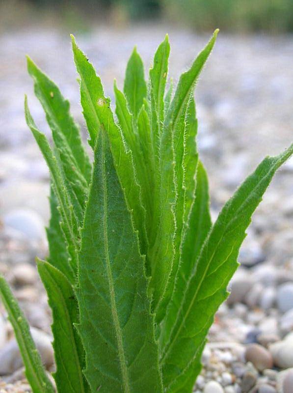 Dittrichia viscosa / Enula cepittoni